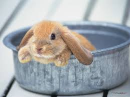 bunny in a pot